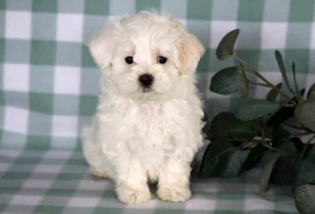 Tiny white Maltese puppy sitting upright with fluffy coat and dark round eyes on a soft green checkered backdrop. image