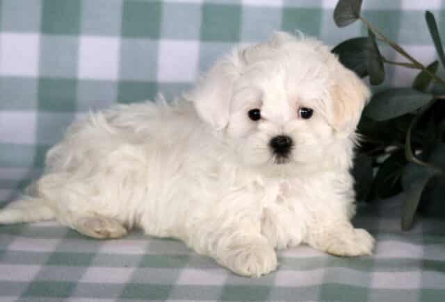 Fluffy white Maltese puppy lying down with bright dark eyes on a soft green checkered backdrop beside leafy greenery. image