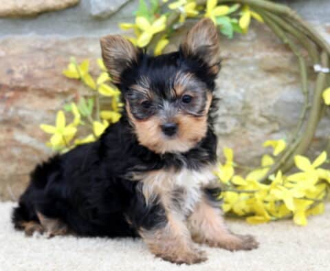 Reece Yorkie