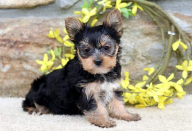 Reece Yorkie image