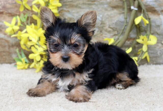 Reece Yorkie2 image
