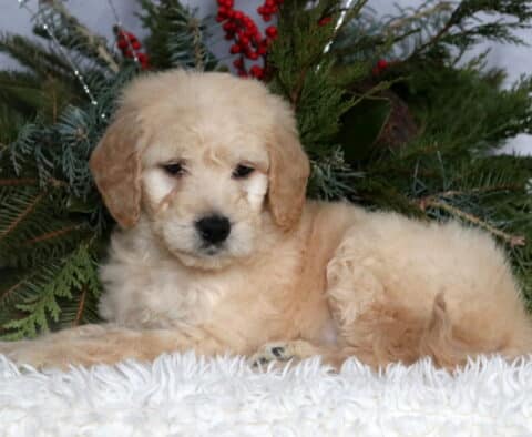 Cream-colored Goldendoodle puppy with a fluffy, curly coat lying on a soft white blanket, framed by evergreen branches and red berries, looking slightly downward with gentle dark eyes and a calm, sweet expression.