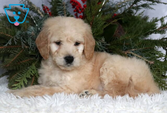 Cream-colored Goldendoodle puppy with a fluffy, curly coat lying on a soft white blanket, framed by evergreen branches and red berries, looking slightly downward with gentle dark eyes and a calm, sweet expression. image