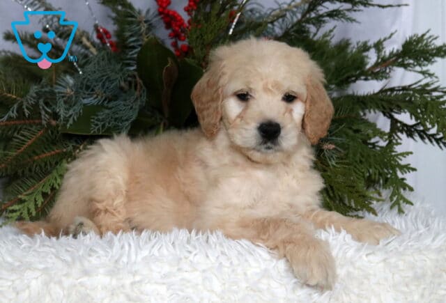Light cream Goldendoodle puppy with a soft, fluffy coat resting on a white textured blanket, framed by evergreen branches and red berries, looking forward with dark round eyes and a gentle, calm expression. image