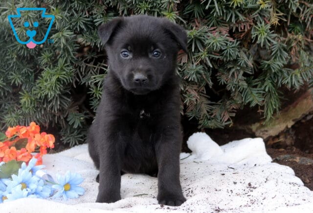 Black Lab mix puppy sitting upright on a white blanket, looking forward with bright eyes, evergreen shrub backdrop, and soft blue and orange flowers beside it. image