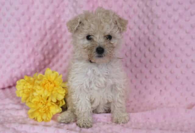 Reese Maltipoo image