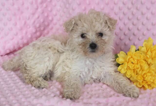 Reese Maltipoo2 image