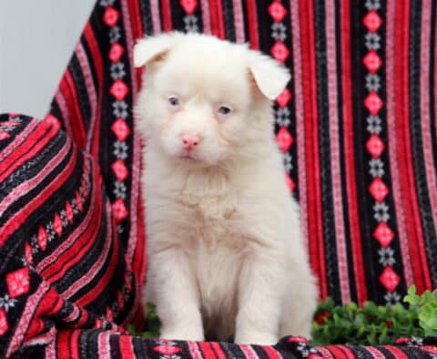 Cream-colored Australian Shepherd puppy with blue eyes sitting on a patterned blanket, fluffy coat and gentle expression
