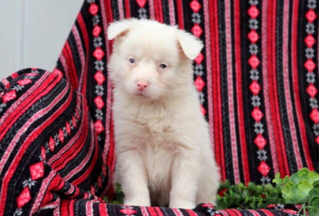 Cream-colored Australian Shepherd puppy with blue eyes sitting on a patterned blanket, fluffy coat and gentle expression image