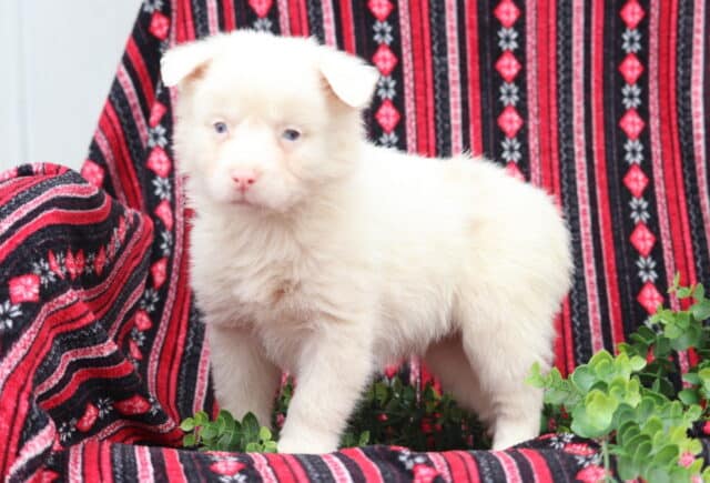Light cream Australian Shepherd puppy standing on a patterned blanket with blue eyes and a fluffy coat image