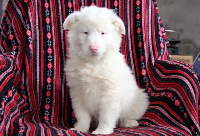 White Australian Shepherd puppy with a fluffy coat sitting on a patterned blanket, light eyes and soft pink nose, gentle expression, family-raised and well socialized. image