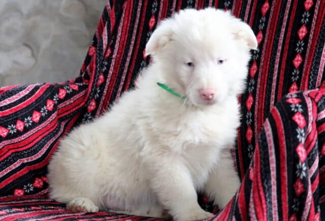 Fluffy white Australian Shepherd puppy with light eyes and a pink nose sitting on a red and black patterned blanket, wearing a green collar, calm and well-socialized. image