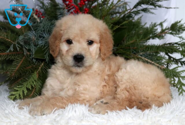 Cream-colored Goldendoodle puppy with a soft, curly coat lying on a fluffy white blanket, facing forward with dark eyes and a black nose, posed in front of evergreen greenery with red berries for a cozy, seasonal background. image