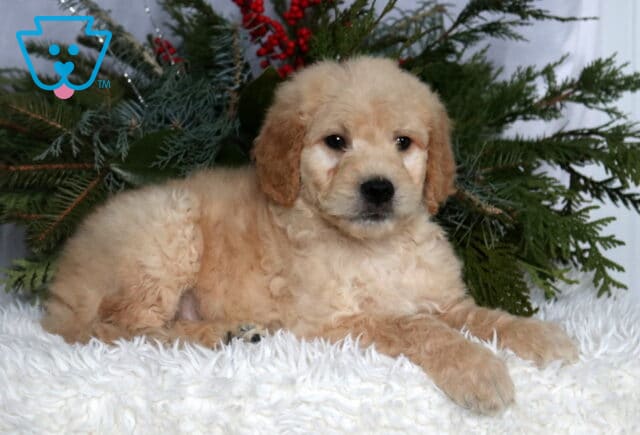 Light cream Goldendoodle puppy with a fluffy, curly coat lying on a soft white blanket, posed in front of evergreen greenery with red berries, looking slightly to the side with dark, expressive eyes and a gentle, relaxed expression. image
