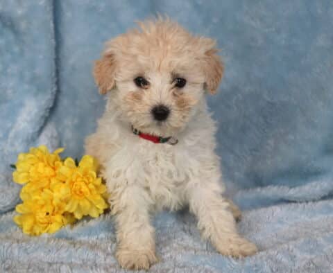 Rex Maltipoo