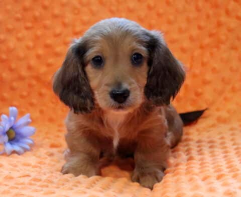 Rex Mini Dachshund