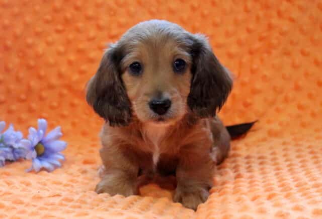 Rex Mini Dachshund image