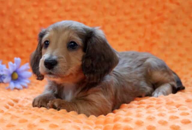 Rex Mini Dachshund2 image