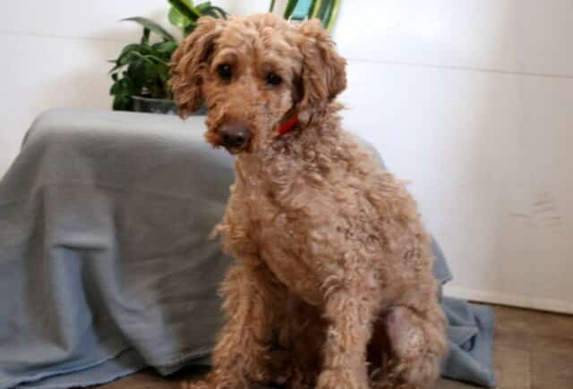 Rex Mini Poodle Nathan & Rosanne Brubaker image