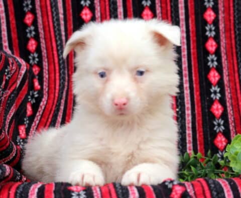 Fluffy cream Australian Shepherd puppy with blue eyes resting on a patterned blanket indoors