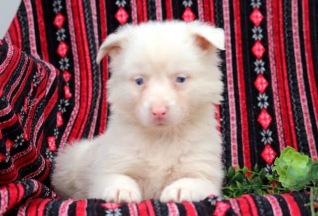 Fluffy cream Australian Shepherd puppy with blue eyes resting on a patterned blanket indoors image