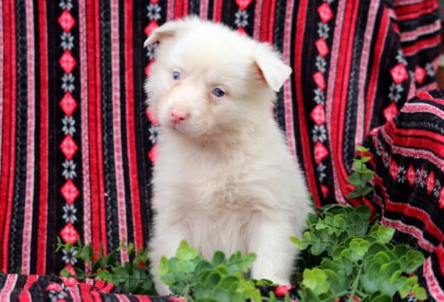 Light cream Australian Shepherd puppy with blue eyes sitting among green plants against a patterned blanket backdrop image