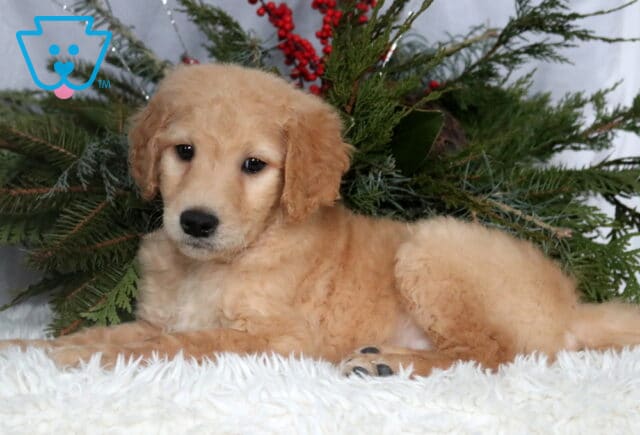 Apricot Goldendoodle puppy with a soft, curly coat resting on a fluffy white blanket, gazing gently to the side with dark eyes and a black nose, posed in front of evergreen greenery and red berries for a cozy, seasonal backdrop. image