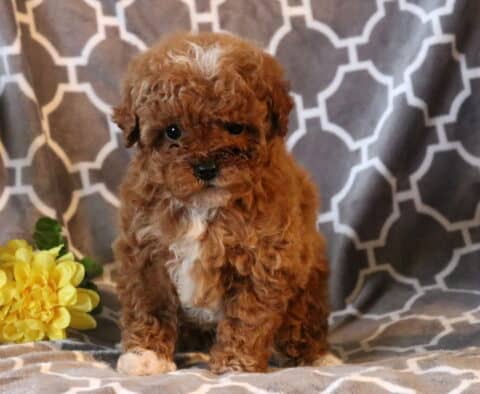 Riley Toy Poodle