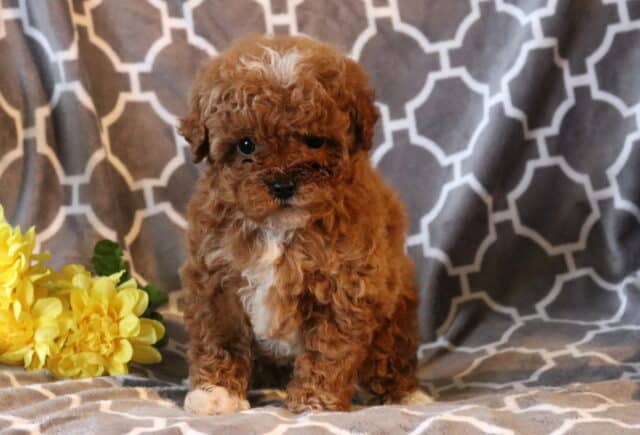 Riley Toy Poodle image