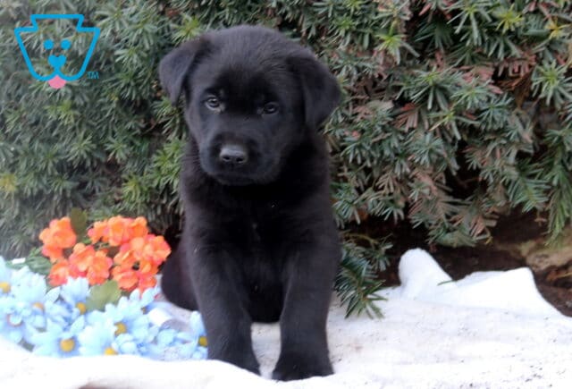 Black Lab mix puppy sitting on a white blanket outdoors with greenery and flowers, looking sweet and curious. image