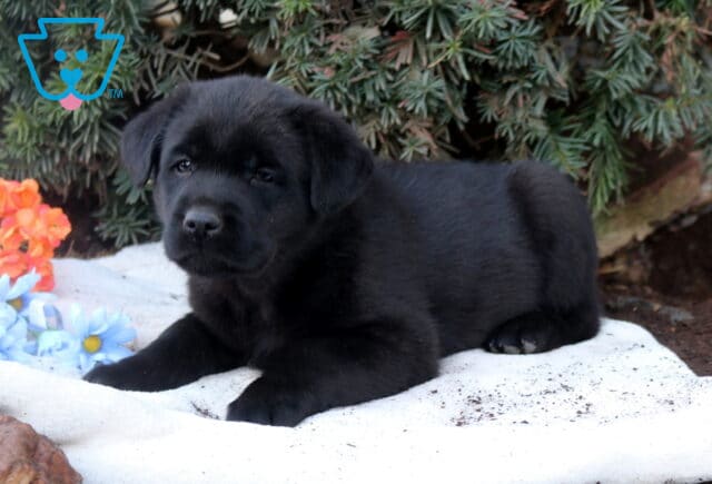 Black Lab mix puppy lying on a white blanket outdoors with evergreen greenery and flowers, looking calm and relaxed. image