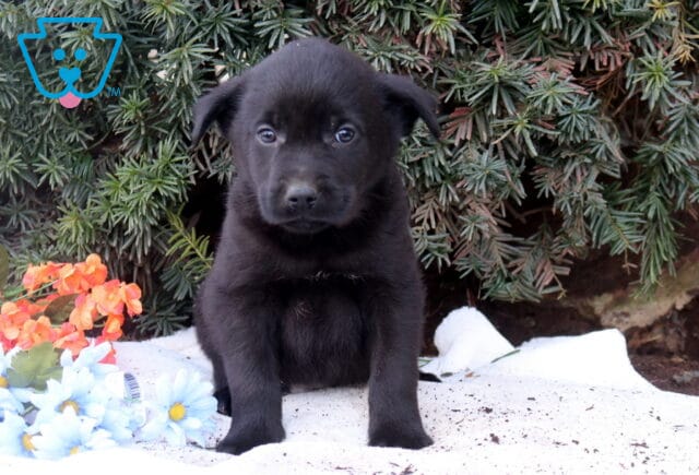 Black Lab mix puppy sitting on a white blanket outdoors with evergreen greenery and flowers, looking alert and curious. image