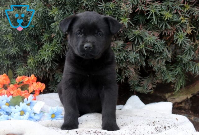 Black Lab mix puppy sitting upright on a white blanket, looking straight ahead with a curious expression, framed by evergreen branches and soft blue and orange flowers. image