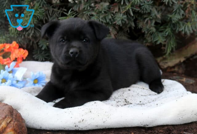Black Lab mix puppy lying on a white blanket with front paws stretched forward, gazing calmly at the camera with evergreen foliage and pastel flowers in the background. image