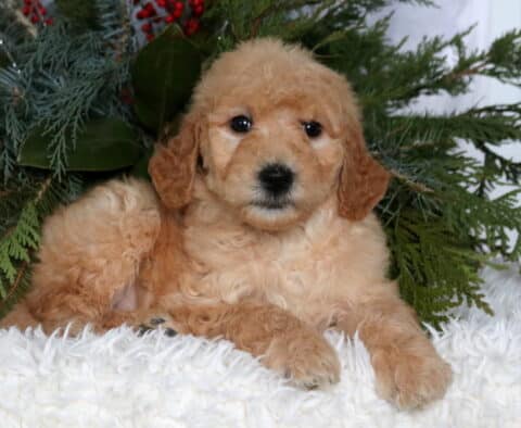 Apricot Goldendoodle puppy with a curly, teddy-bear coat lying on a plush white blanket, framed by evergreen greenery, looking sweetly toward the camera.