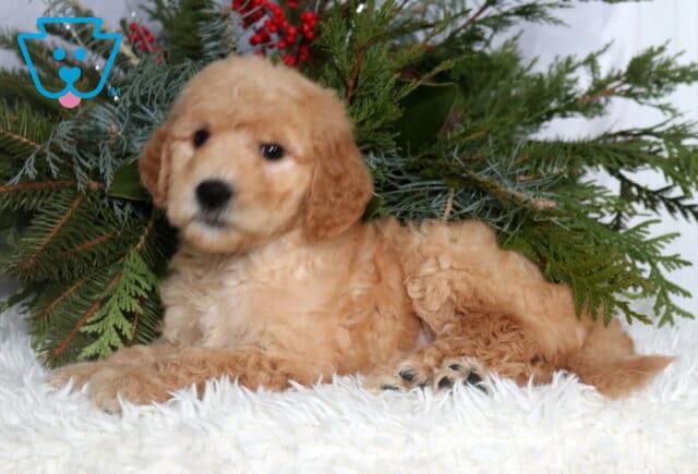 Apricot Goldendoodle puppy with a fluffy, curly coat resting on a soft white blanket, surrounded by evergreen greenery, gazing gently toward the camera with a sweet, calm expression. image