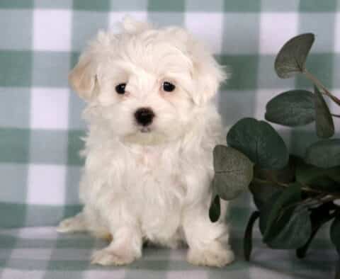 Fluffy white Maltese puppy sitting on a green checkered backdrop, featuring soft white fur, dark button eyes, and a sweet expression, perfect for a loving family home.