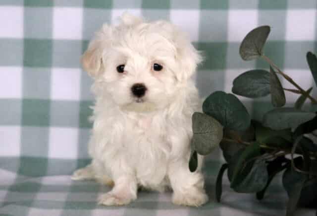 Fluffy white Maltese puppy sitting on a green checkered backdrop, featuring soft white fur, dark button eyes, and a sweet expression, perfect for a loving family home. image