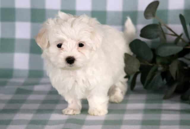 Adorable white Maltese puppy standing on a soft green checkered backdrop, showing fluffy white fur, bright dark eyes, and a curious expression, ideal for a family companion. image