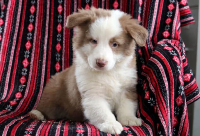 Red and white Australian Shepherd puppy sitting on a patterned blanket, fluffy coat and gentle expression, family-raised and well socialized. image