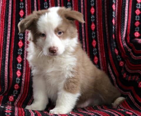 Red and white Australian Shepherd puppy sitting on a patterned blanket, fluffy coat with soft markings, calm expression, family-raised and well socialized.