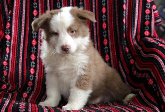 Red and white Australian Shepherd puppy sitting on a patterned blanket, fluffy coat with soft markings, calm expression, family-raised and well socialized. image