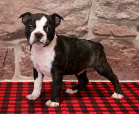 Black and white Boston Terrier puppy standing on a red and black buffalo plaid blanket, showing a classic white facial blaze, white chest and front paws, compact muscular build, and alert expression, photographed in front of a rustic stone wall backdrop.