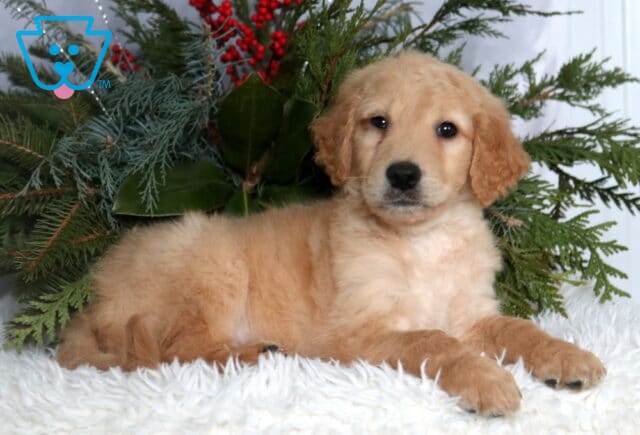 Light golden Goldendoodle puppy with a fluffy, wavy coat lying on a soft white blanket, posed in front of evergreen greenery with red berries, looking forward with dark, gentle eyes and a calm, sweet expression. image