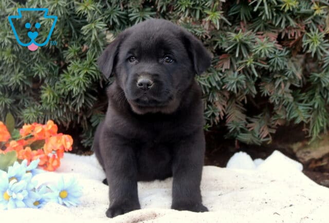 Black Lab mix puppy sitting upright on a white blanket in front of evergreen greenery with blue and orange flowers, looking sweetly toward the camera. image