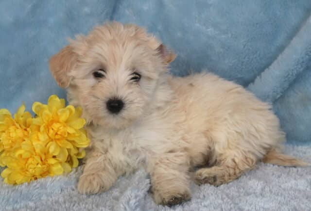 Rolo Maltipoo2 image