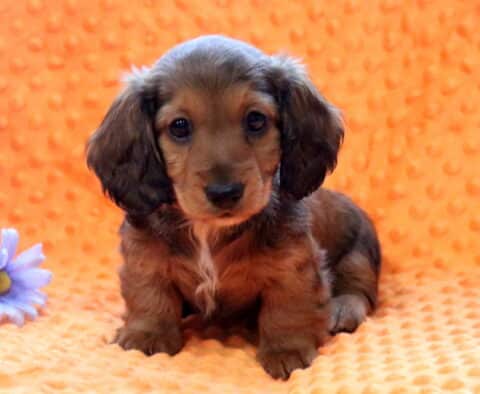 Rolo Mini Dachshund-001