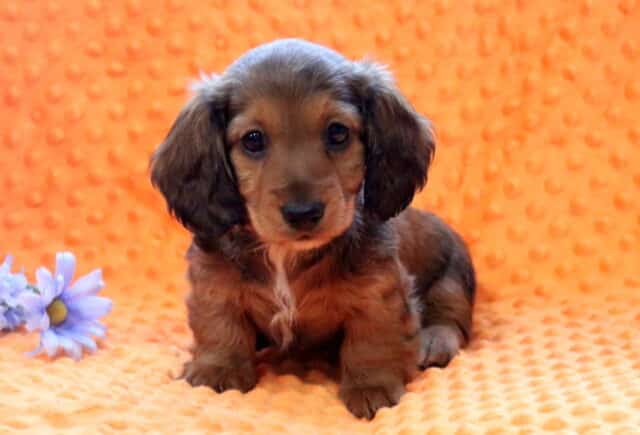 Rolo Mini Dachshund-001 image