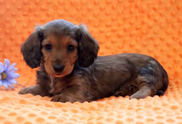 Rolo Mini Dachshund2-001 image