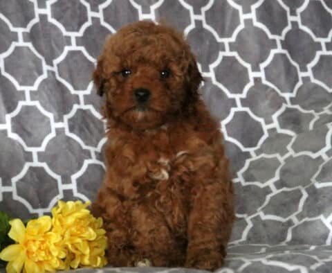 Rolo Mini Poodle